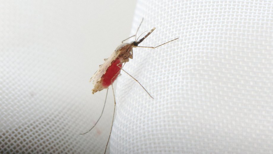 Photo of an adult female mosquito of the species Anopheles stephensi after a blood meal on a white background