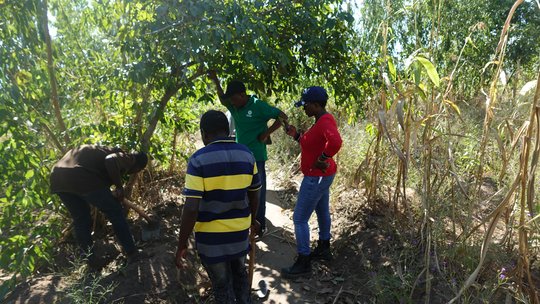 Plants are being searched for during the fieldwork. The picture shows four people standing around a tree, looking at plants on the ground.