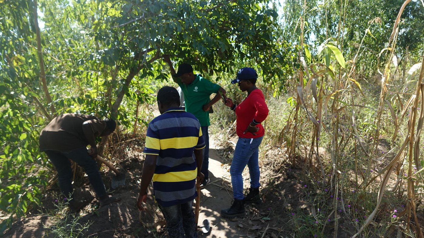 Plants are being searched for during the fieldwork. The picture shows four people standing around a tree, looking at plants on the ground.