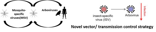 MSV