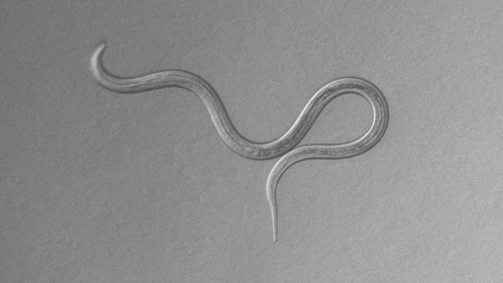 Wurm Auf dem schwarz-weiß-Foto ist ein gekringelter Wurm zu sehen.