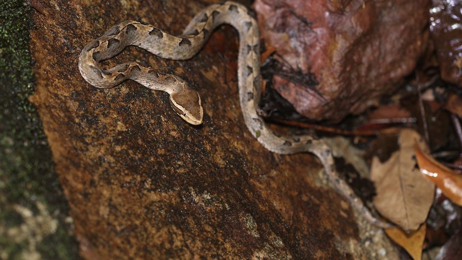 The picture shows a brown snake (Calloselasma rhodostoma (Malayan pit viper)) on a brown background.