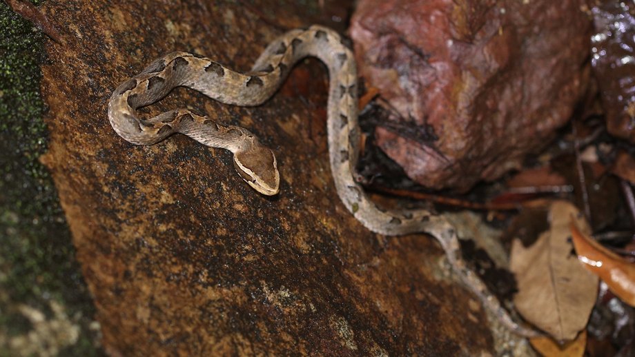 Das Bild zeigt eine braune Schlange (Calloselasma rhodostoma (Malayan pit viper)) auf einem braunen Untergrund.