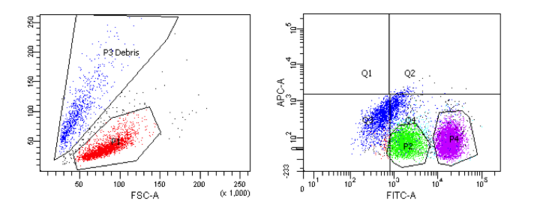 Durchflusszytometrische Auswertung einer Probe Durchflusszytometrische Auswertung einer Probe: zu sehen sind zwei Diagramme. Auf der linken Seite ein Diagramm mit blauen punkten, die mit von einer schwarzen Linie umgeben sind und mit P3 Debris beschriftet sind, darunter rote Punkte, die ebenfalls von einer schwarzen Linie eingekreist werden. Auf der rechten Abbildung wurde die Graphik in 4 Quadrate unterteilt. Im unteren rechten Quadrat befindet sich eine hellgrüne Anhäufung von Punkten (von schwarzer Linie umgeben), daneben eine magenta farbende Anhäufung von Punkten (von schwarzer Linie umgeben). Über die geasmte Abbildung zieht sich außerdem ein aus mehreren blauen Punkten bestehender Strich.