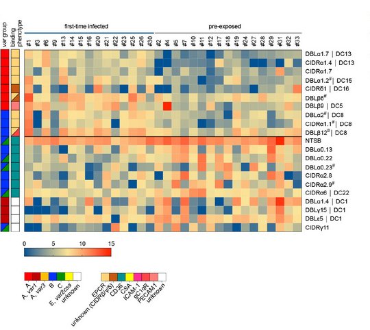 Heat map showing expression differences of PfEMP1 domains Heatmap mit Expressionsunterschieden von PfEMP1-Domänen