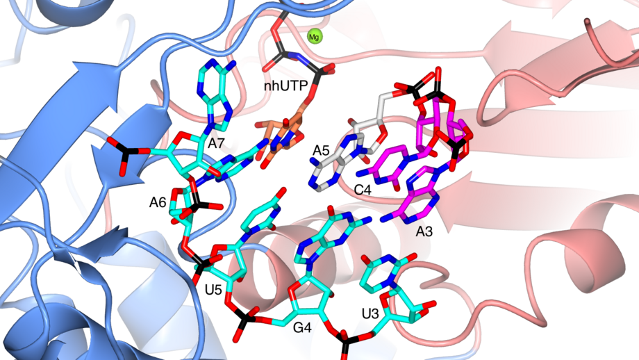 Graphical representation of the active centre in the TRANSCRIPTION-EARLY-ELONGATION structure. The residues of the L protein are marked and coloured according to the assigned domain (blue for the finger domain and coral red for the palm domain). The RNAs are shown as sticks and coloured as in A.