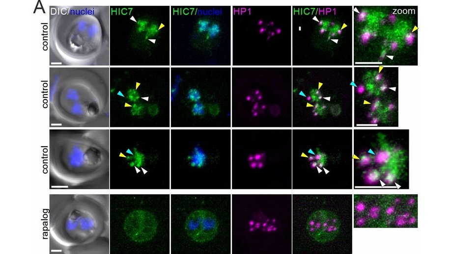 HIC7 influences commitment to sexual development. Four‑panel figure: panels A and B show malaria parasites with fluorescent labels for HIC7 (green), HP1 (magenta) and DNA (blue, grey background), where HIC7 overlaps HP1 in untreated cells but becomes dispersed after drug treatment. Panels C and D show genome tracks on chromosome 12, with HP1 signal globally reduced and especially weakened at the ap2‑g gene that controls switching into the sexual stage.