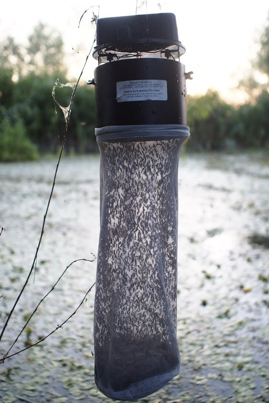 Mückenfalle für Stechmückenmonitoring Mückenfalle für Stechmückenmonitoring draußen im Garten. In der Mitte ist der Netzschlauch zum Mückenfangen zu sehen.