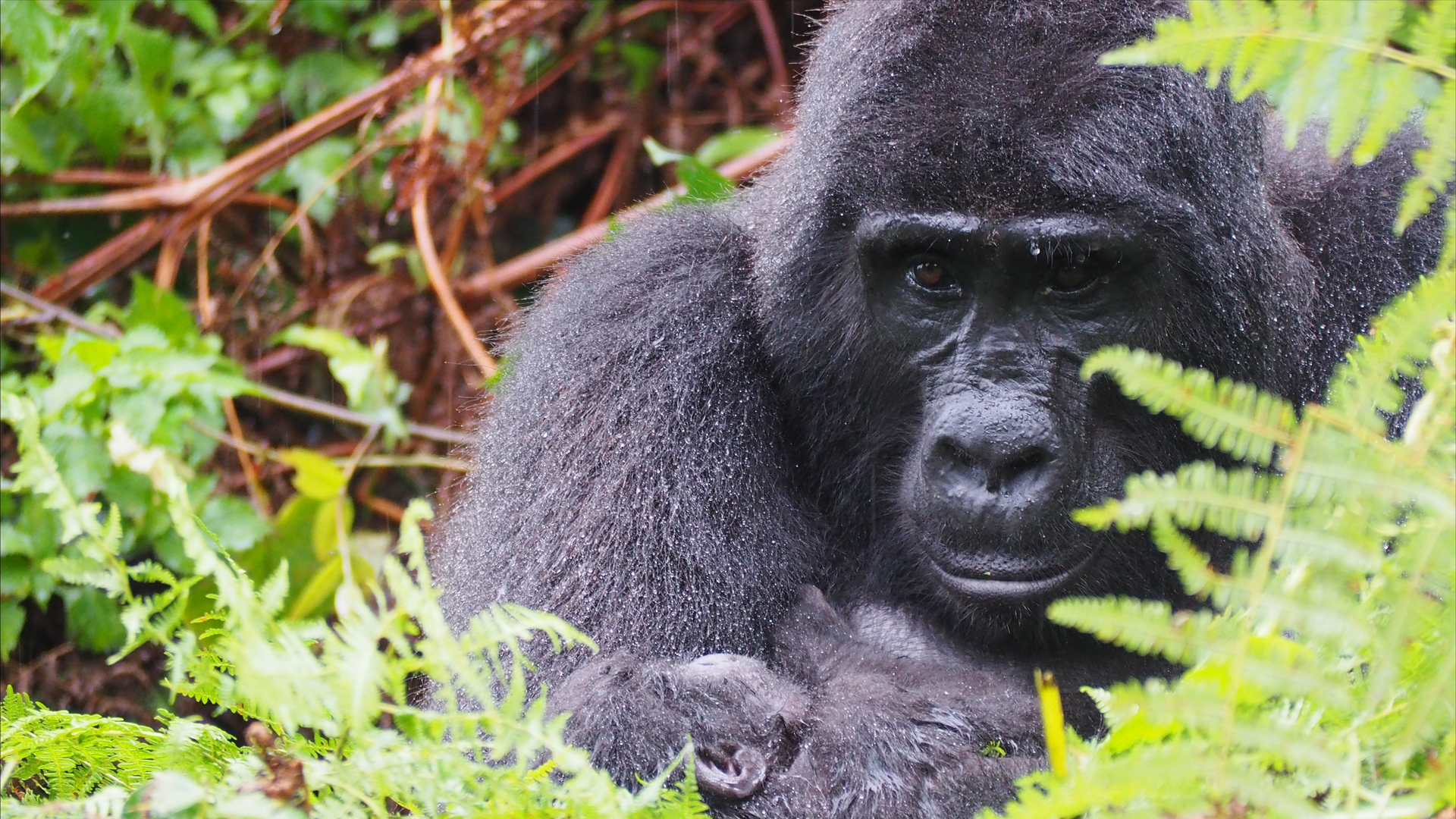 Mother Gorilla In the Bwindi rainforest, a mother gorilla holds her baby close as rain pours down, highlighting their bond and resilience.