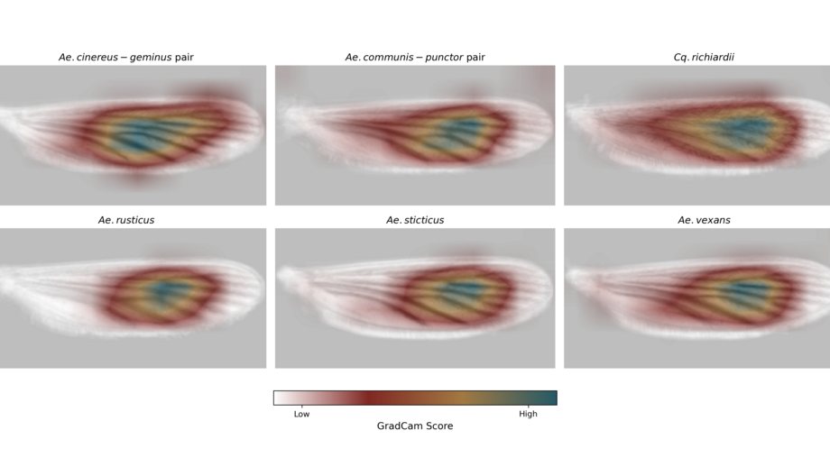 Mustererkennung der KI Abgebildet sind sechs Stechmückenflügel, die in den Farben rot, gelb und blau eingefärbt sind.