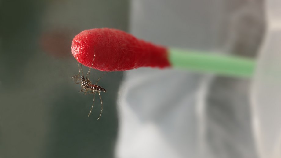 Aedes albopictus sits on a cotton swab soaked in blood.