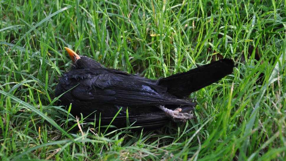 Das Foto zeigt eine tote männliche schwarze Amsel mit gelbem Schnabel im Gras liegen.