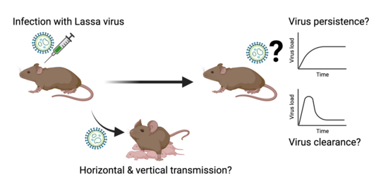 Investigation of Lassa virus transmission and persistence A mouse is infected with Lassa virus to investigate the viral transmission and persistence.