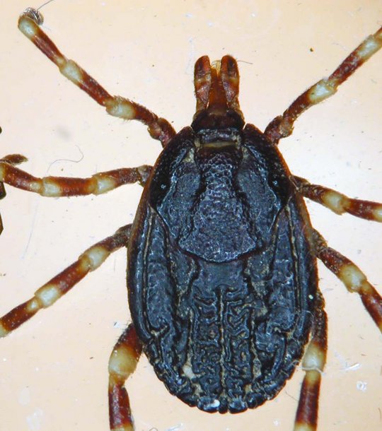 Hyalomma-Zecke Hyalomma-Zecke von oben betrachtet