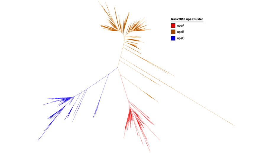 Phylogenetischer Baum Die Abbildung zeigt in rot, beige und blau drei Linien, die sich nach auußen je weiter verzweigen.