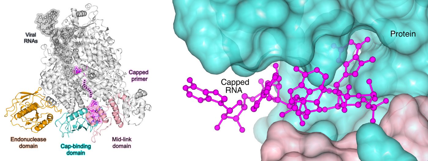 Die Grafik zeigt das L-Protein des SFTS-Virus im Bändermodell auf der linken Seite und eine Vergrößerung der Kappen-bindenden-Domäne mit einer RNA-Kappe auf der rechten Seite.