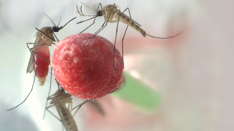 Mosquito during blood meal Man sieht in der Mitte ein mit roter Flüssigkeit getränktes Wattestäbchen. Auf diesem sitzen mehrere Mücken sowohl Männchen als auch Weibchen und saugen daran. Im Hintergrund ist eine weitere Mücke zu erkennen.