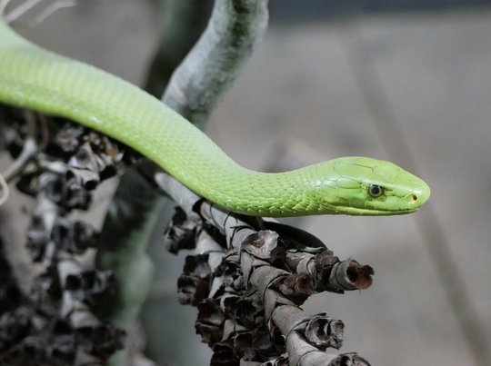 Green Mamba (Dendroaspis angusticeps) The picture shows a Green Mamba (Dendroaspis angusticeps) from the side sitting on a branch.