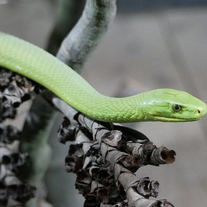 Das Bild zeigt ein Foto einer grünen Mamba auf einem Baumast. Der Kopf der Schlange ist von der Seite zu sehen. Ihr rechtes Auge und die Schuppen des Kopfes sind deutlich zu erkennen. Der Rest des Körpers verblasst zum oberen linken Bildrand hin.