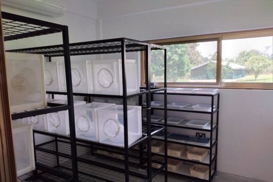 The mosquito breeding The picture shows a room with shelves containing white insect cages.