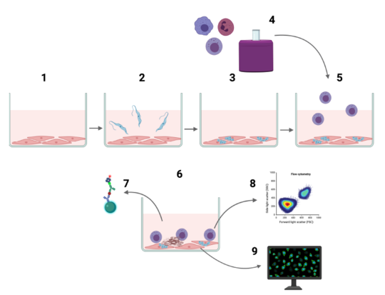 Schema der Ko-Kultivierung von Keratinozyten mit Immunzellen Schema der Ko-Kultivierung von Keratinozyten mit NK-Zellen.