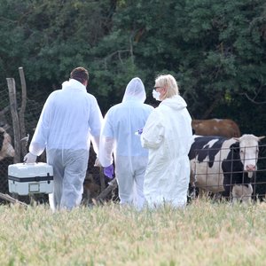 Zeckensammeln mit UN3373 Transportbehälter im Feld 3 Personen in weißer Schutzkleidung, mit Handschuhen und Mundbedeckung sind von hinten zu sehen. Einer der Personen trägt in der linken Hand einen UN3373 Transportbehälte. Im Hintergrund stehen vor einem Baumhintergrund Kühe.