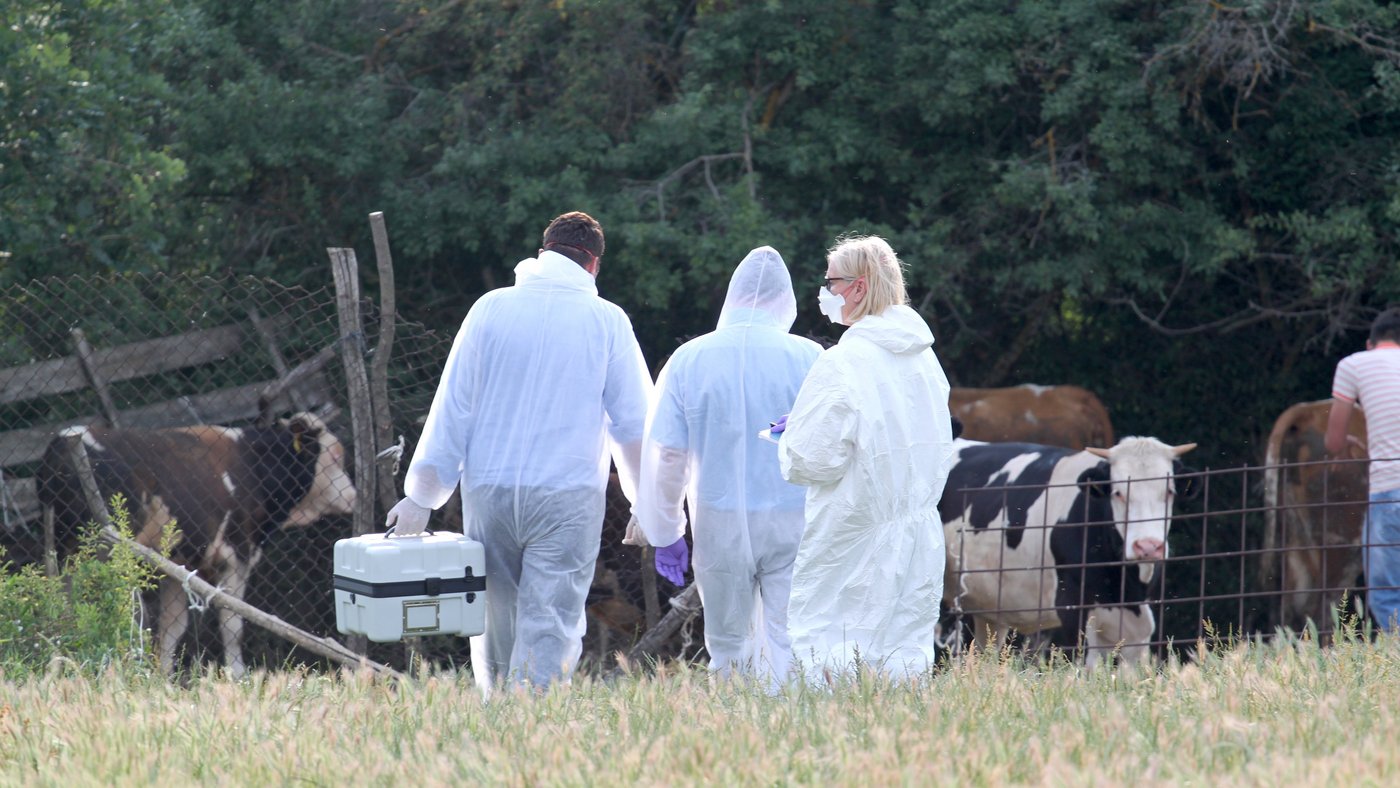 Three people in white protective clothing, with gloves and mouth coverings can be seen from behind. One of the people is carrying a UN3373 transport container in his left hand. In the background are cows in front of a tree.