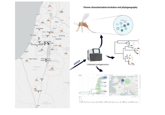 Metagenomic characterization of sandflies virome from Israel. Eine Karte von Irsrael auf der linken Seite in die Mücken eingezeichnet wurden. Auf der rechten Seite ist eine beispielhafte Auswertung der Mücken DNA zu sehen, die zu unterschiedlichen beispielhaften Auswertungen führt.