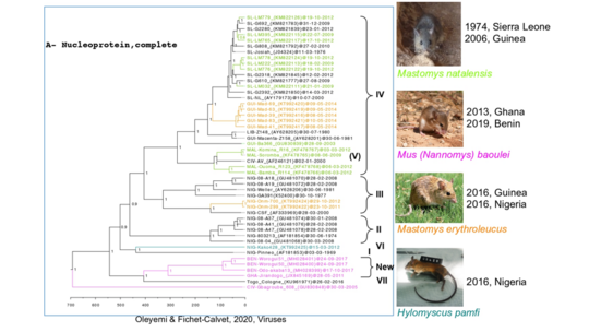 Tree showing the different LASV strains derived from the rodent hosts. Tree showing the different LASV strains derived from the rodent hosts (adapted from Olayemi and Fichet-Calvet, 2020). Photos: M. natalensis and H. pamfi (E. Fichet-Calvet), M. erythroleucus (JM Duplantier), Mus baoulei (F. Veyrunes).