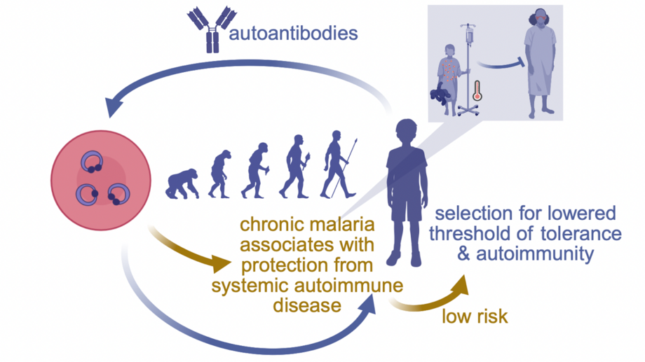 Modell der ausgleichenden Selektion zwischen dem Malariaparasiten und dem Wirt, die die Selektion auf Autoimmunmerkmale vorantreibt. Grafik: Modell der ausgleichenden Selektion zwischen dem Malariaparasiten und dem Wirt, die die Selektion auf Autoimmunmerkmale vorantreibt.