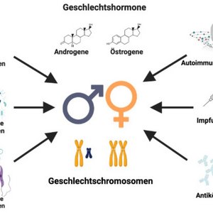 Das Schema zeigt, wie Geschlechtshormone und Chromosomen das Immunsystem beeinflussen.