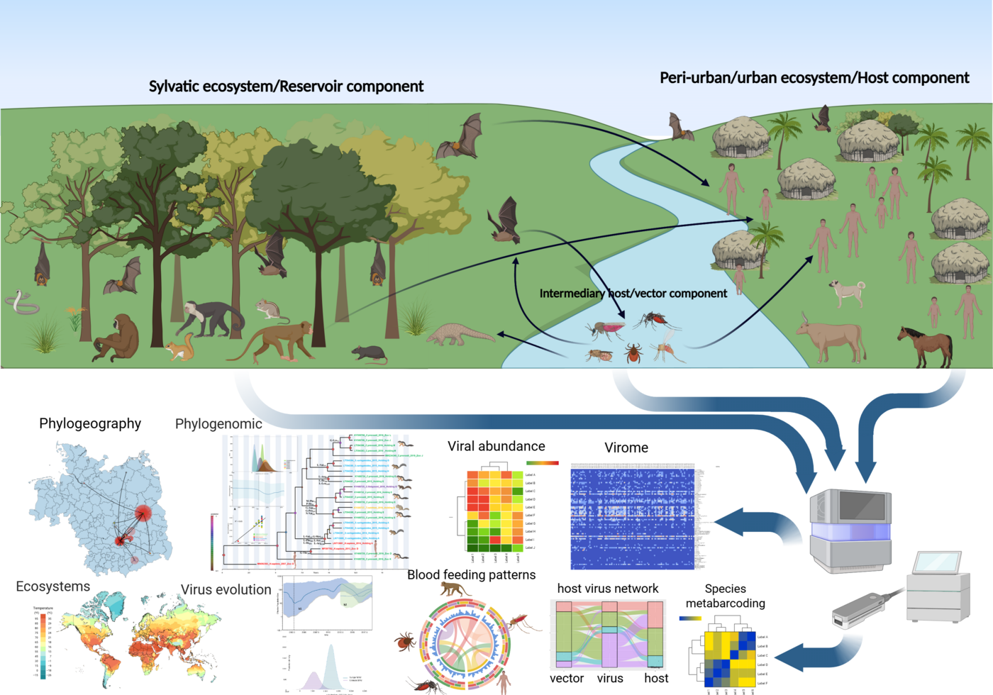 AG Virus Metagenomik und Evolution One-Health-Grafik mit den Berührungspunkten zwischen Mensch, Tier und Umwelt