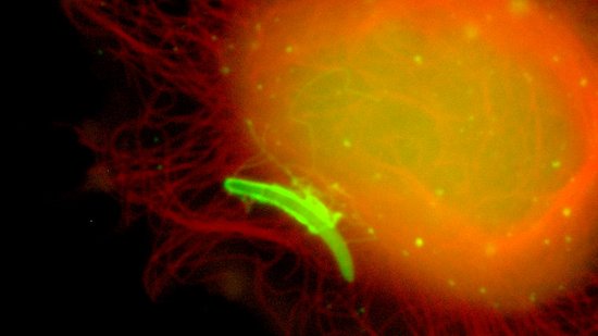 Leberschizont in Hepatomazellen 48 Stunden nach Infektion Fluoreszenzmikroskopische Aufnahme eines Leberschizonten in Hepatomazellen 48 Stunden nach Infektion. Zu sehen ist eine orange schimmernde Zelle, an deren Rande ein grün fluoriszierender Parasitenwurm. Fixiert und gefärbt mit anti-Exp1 (grün) und Lysotracker (rot). DNA in blau.