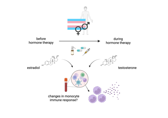 Gender-affirming hormone therapy with estrogens or testosterone in transgender individuals may impact monocyte immune responses This graphic shows the hormone treatment of transgender people and what the aim of the study is. At the top is a person with a light blue, pink and white striped flag. On it are the signs for man and woman. Below this is an arrow going from left to right, on the left it says ‘before hormone therapy’, on the right it says ‘during hormone therapy’. Below this on the left are pictures of a spray, tablets and a syringe, as well as the chemical formula of estradiol on the left and testosterone on the right. Below this is a blood tube with round cells representing monocytes and the question ‘changes in the immune response of monocytes?’