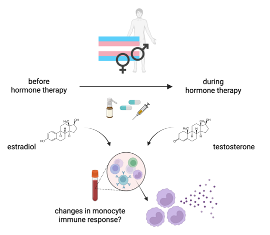 Gender-affirming hormone therapy with estrogens or testosterone in transgender individuals may impact monocyte immune responses This graphic shows the hormone treatment of transgender people and what the aim of the study is. At the top is a person with a light blue, pink and white striped flag. On it are the signs for man and woman. Below this is an arrow going from left to right, on the left it says ‘before hormone therapy’, on the right it says ‘during hormone therapy’. Below this on the left are pictures of a spray, tablets and a syringe, as well as the chemical formula of estradiol on the left and testosterone on the right. Below this is a blood tube with round cells representing monocytes and the question ‘changes in the immune response of monocytes?’