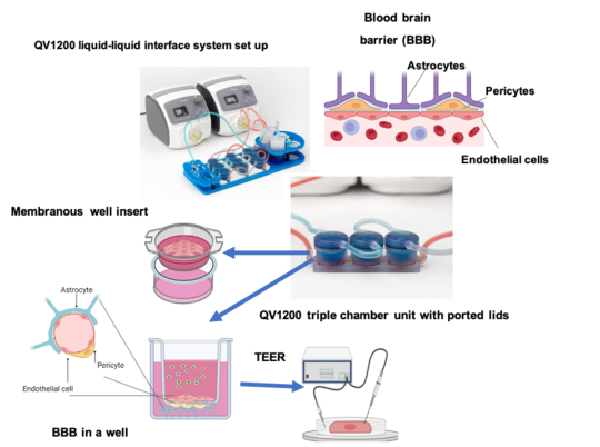 Experimental set up for blood brain barrier model Experimental set up