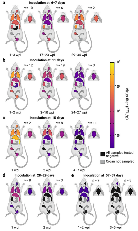 Analyse von Organproben von LASV-infizierten Mastomys Grafik mit bunten Mäusen: Analyse von Organproben von LASV-infizierten Mastomys