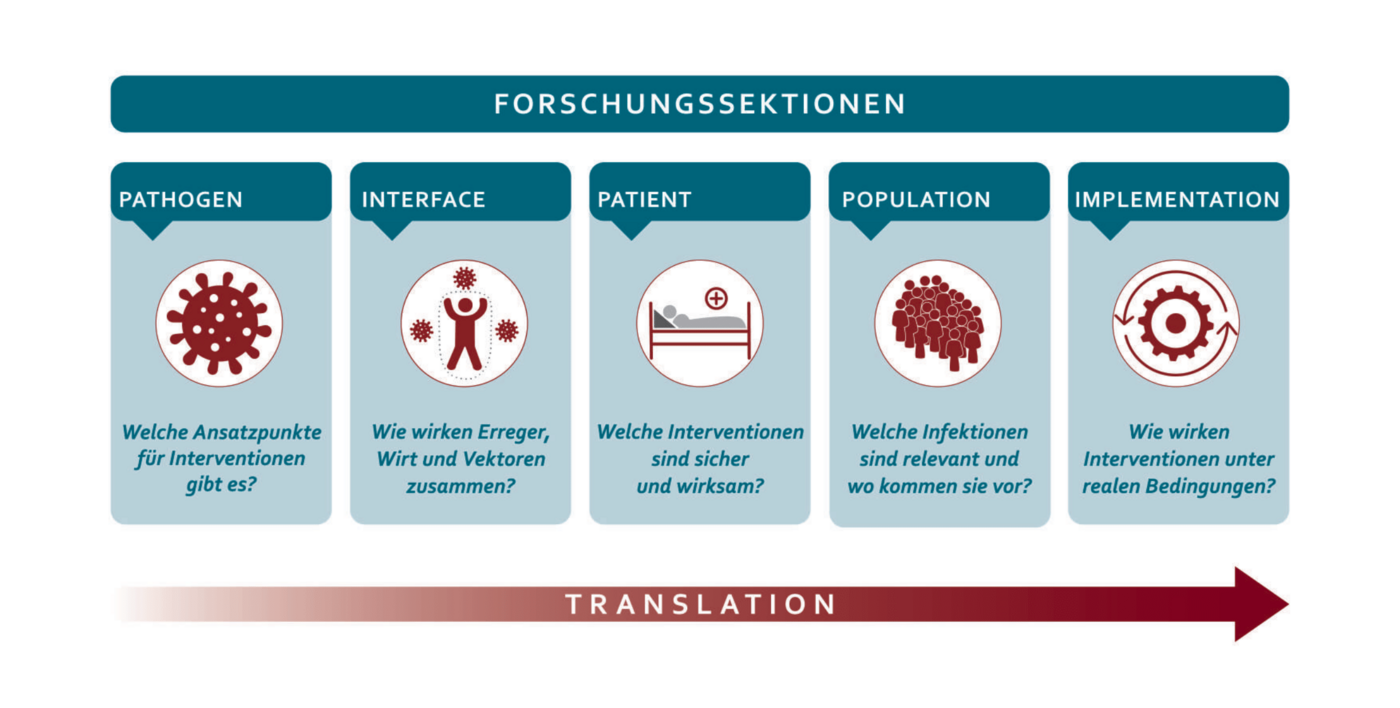 Die in Petrol, Braun und Weiß gehaltene Grafik zeigt die fünf Forschungssektionen des BNITM. Darunter der bräunliche Translationsstrahl.