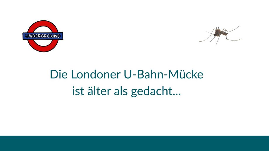Die Londoner U-Bahn-Mücke als Mythos entlarvt Grafik mit dem Logo der Londoner U-Bahn und einer Culex-Mücke auf weißem Hintergrund
