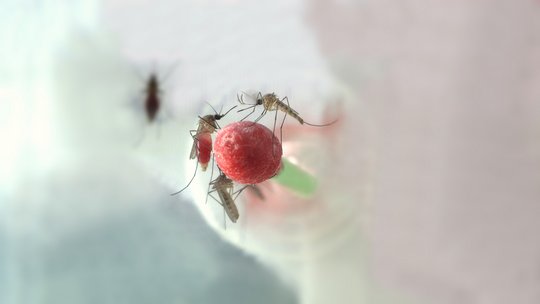 Stechmücken der Gattung Culex bei der Blutmahlzeit Culex im Labor bei der Blutmahlzeit