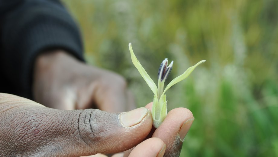 Eine der Heilpflanzen am Mount Elgon Das Foto zeigt die Hand eines der kenianischen Experten mit einer der gesammelten Belegpflanzen.