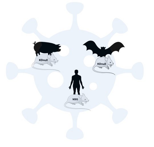 Xenochimeric mice models to study emerging viruses. Bild zur Wirt-Parasit-Beziehung