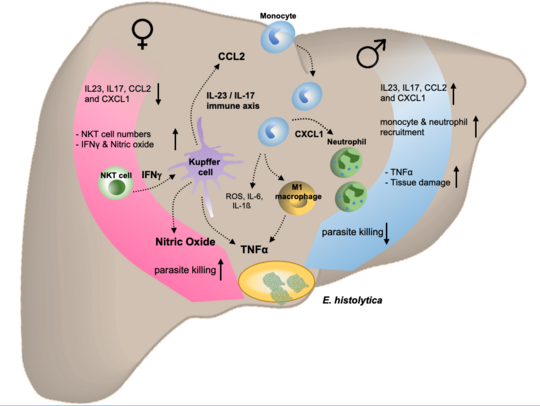 Gender-specific different immune mechanisms that determine the outcome of amoebic liver abscesses. Auf der Abbildung ist eine Grafik einer Leber mit involvierten Immunzellen und deren Aktivierungsmarkern zu sehen. Auf der linken Seite sind in einem pinken Pfeil die weiblichen und auf der rechten Seite der Leber mit einem blauen Pfeil die männlichen Mechanismen dargestellt.