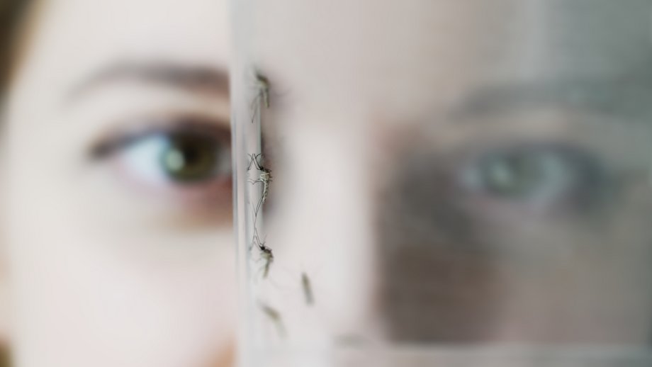 Culex in the lab The picture shows a researcher observing a mosquito in a glass.