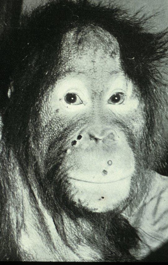 Bild eines Orang-Utan mit Mpox Schwarz-Weiß-Bild eines Oran-Utan mit Mpoxpusteln im Gesicht