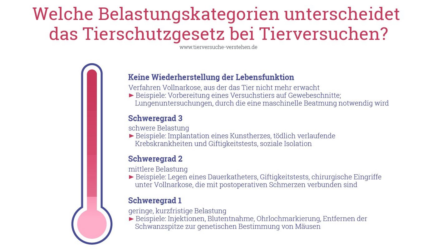 Die Grafik zeigt die vier Belastungsgrade auf, die das Tierschutzgesetzt bei Tierversuchen unterscheidet.