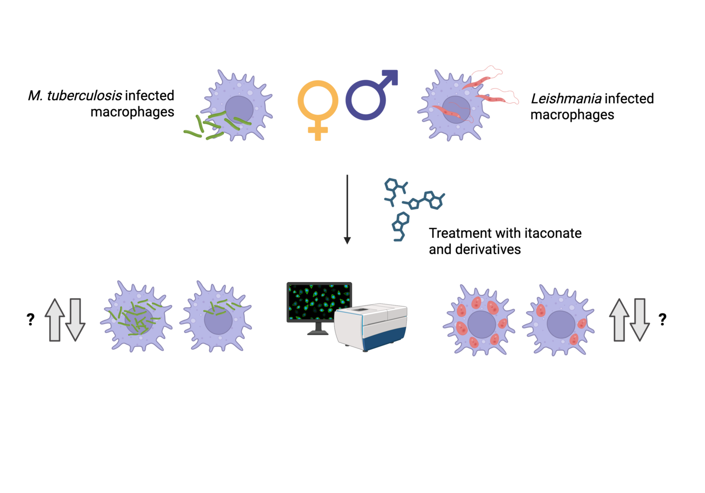 Workflow infection, treatment and measurement with HCS The graphic shows round cells (macrophages) in light purple with pseudopodia-like extensions. In the cells, tuberculosis bacteria are shown as green rods and Leishmania as red elongated structures. In the centre of the graphic, the treatment with itaconate is shown as a chemical formula. Below this, in the centre, is a box-like device with a screen as an HCS system. Next to it are infected cells with arrows pointing upwards and downwards and a question mark.