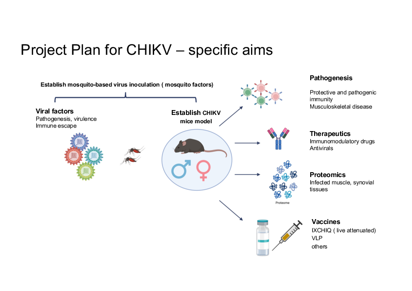 CHIKV Project plan