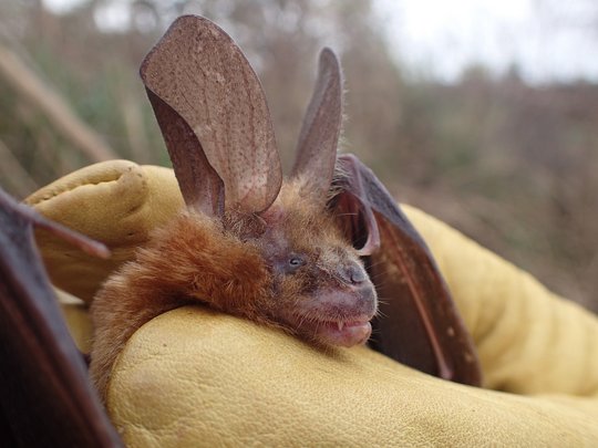 Insectivor bat captured in Guinea. Das Bild zeigt eine gelb behandschuhte Faust mit einer herausschauenden Fledermaus.