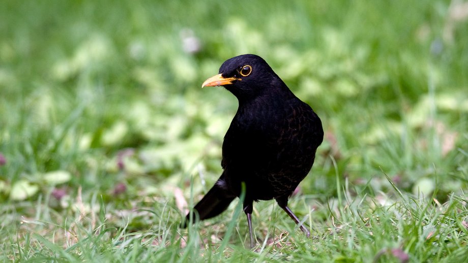 Das Foto zeigt ein offenbar gesundes Amselmännchen auf einer Wiese.